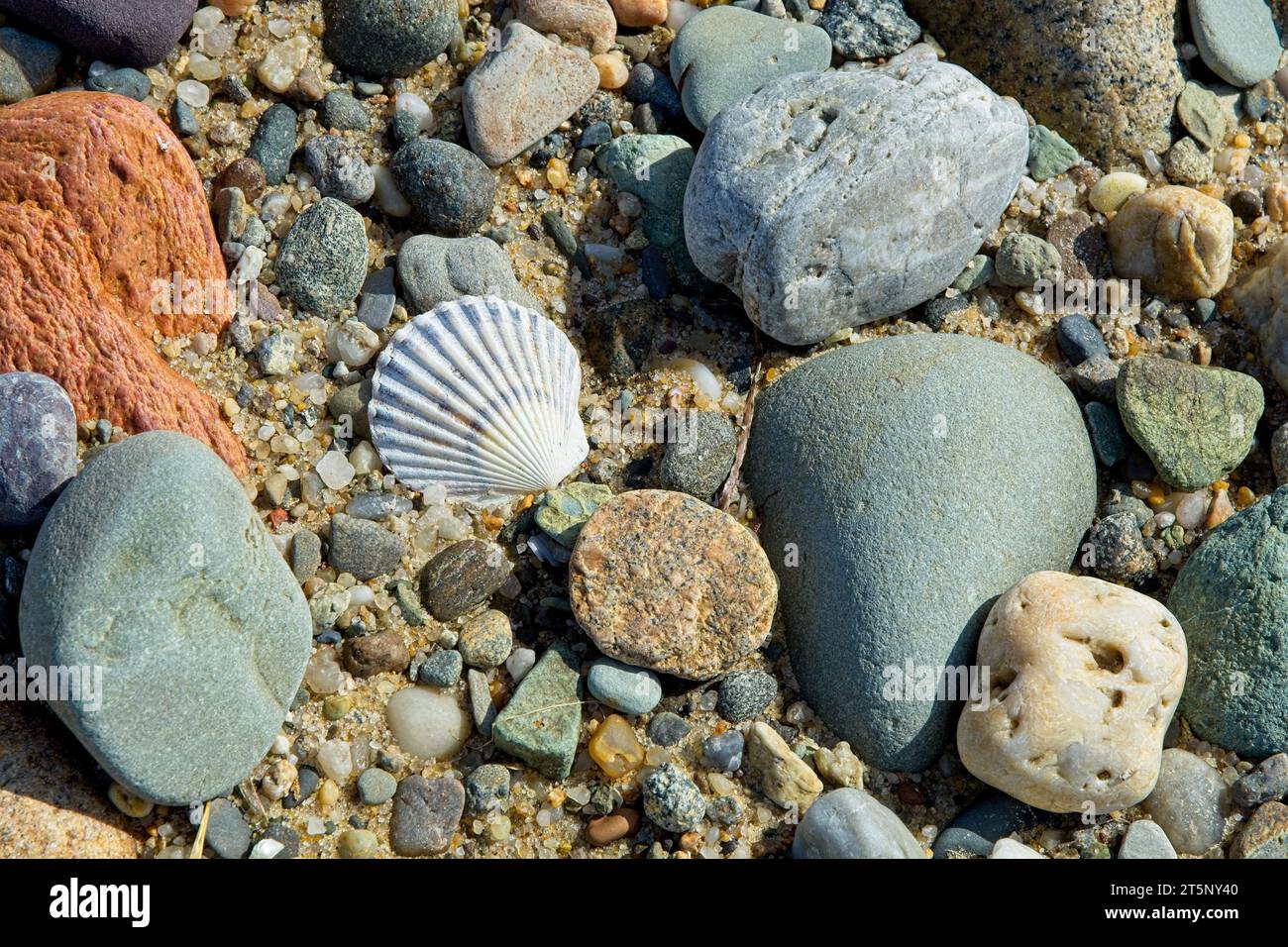 Bay scallop shell among surf worn stones on Cape Cod Bay beach Stock