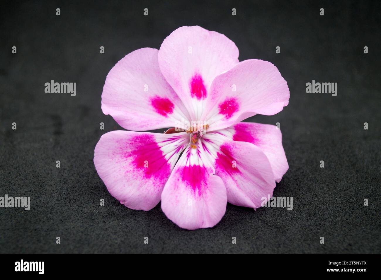 Flor de geranio rosa Stock Photo
