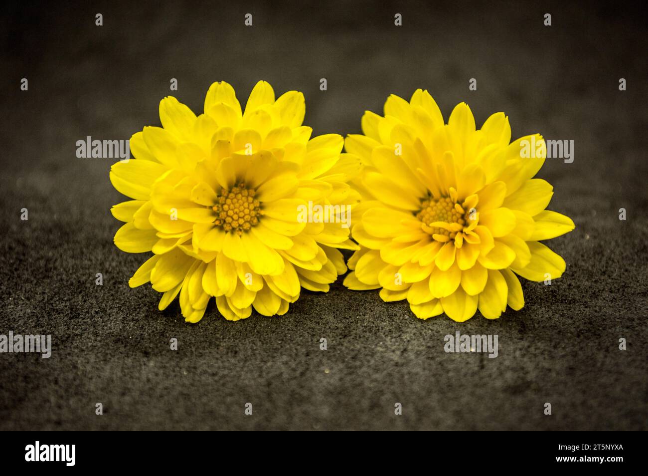 Margaritas, flores amarillas de jardín Stock Photo