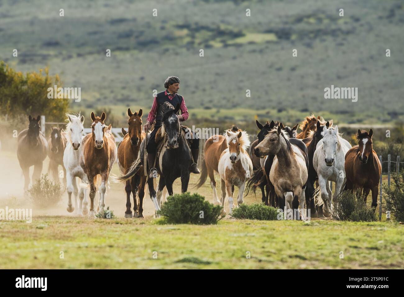 A Gaucho cowboy herding horses in South Argetina Stock Photo