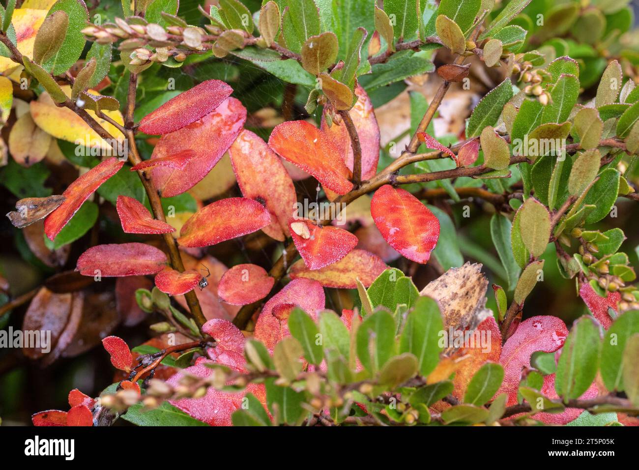 Leatherleaf (Chamaedaphne calyculata), autumn foliage, Emsland, Lower Saxony, Germany Stock Photo