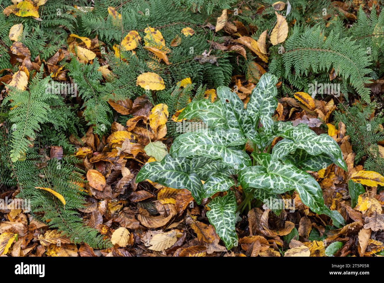 Italian arum (Arum italicum Pictum), Emsland, Lower Saxony Lakes, Germany Stock Photo