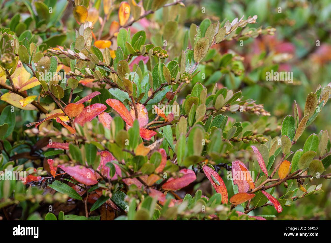 Leatherleaf (Chamaedaphne calyculata), autumn foliage, Emsland, Lower Saxony, Germany Stock Photo