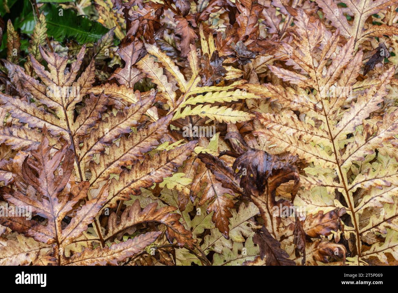 Bead fern (Onoclea sensibilis), autumn foliage, Emsland, Lower Saxony, Germany Stock Photo