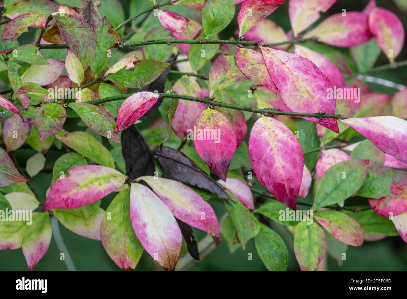 European spindle (Euonymus europaeus), autumn foliage, Emsland, Lower Saxony, Germany Stock Photo