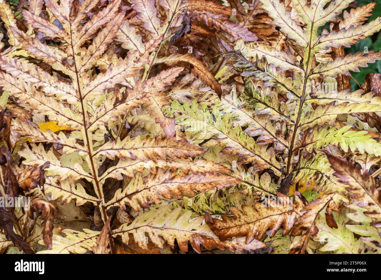 Bead fern (Onoclea sensibilis), autumn foliage, Emsland, Lower Saxony, Germany Stock Photo