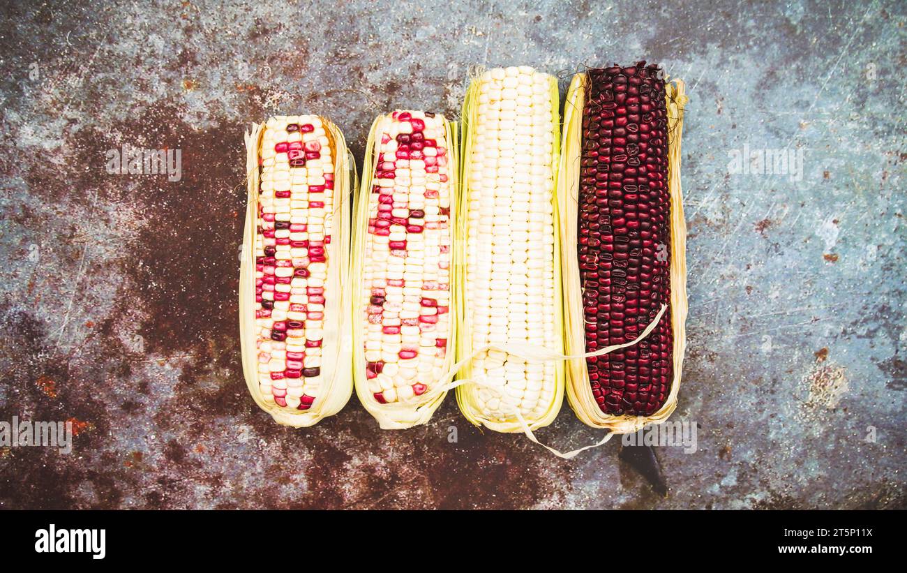 Multicolored corn cob Stock Photo