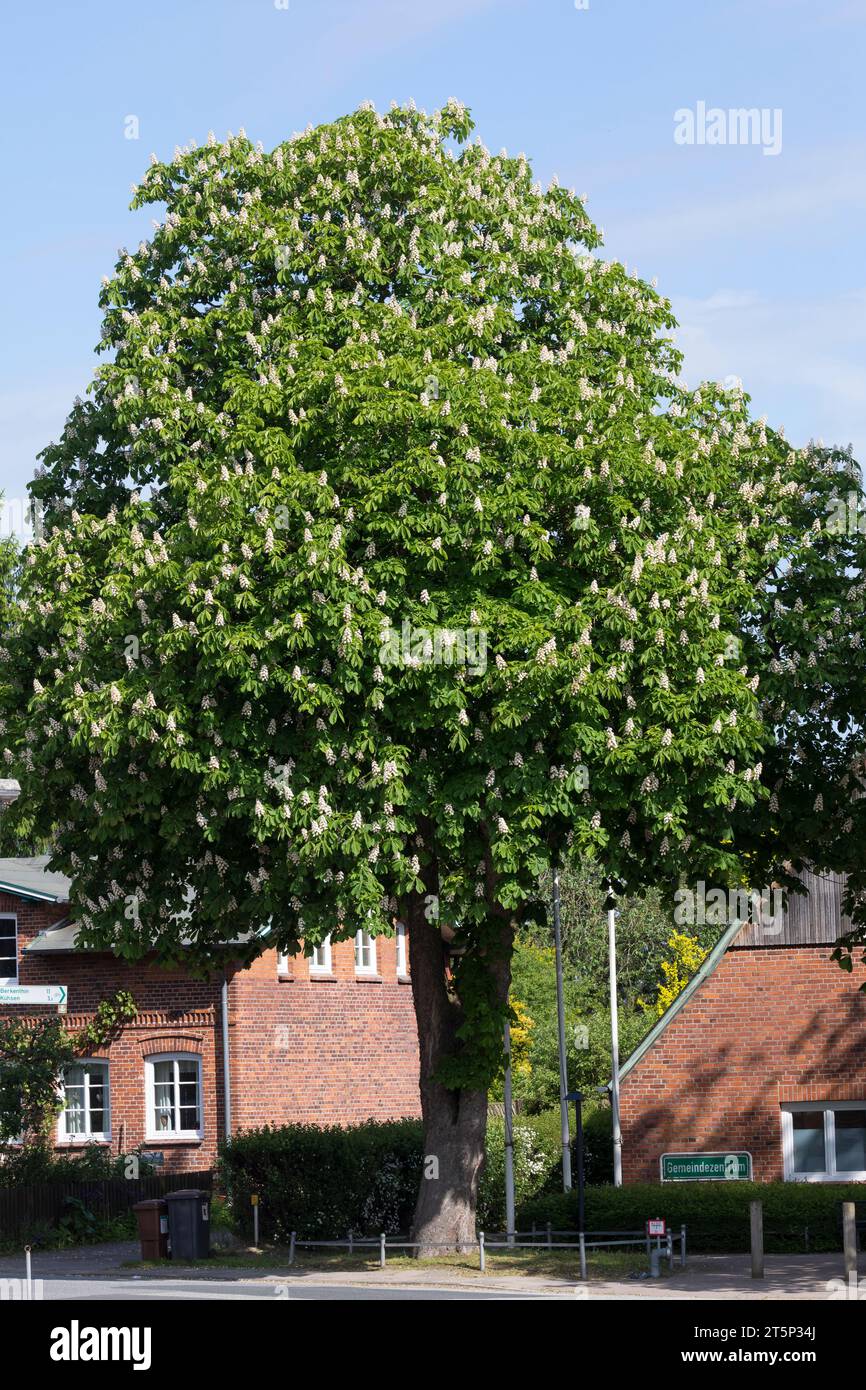 Gewöhnliche Rosskastanie, Rosskastanie, Ross-Kastanie, Kastanie, blühend, Blüten, Aesculus hippocastanum, Horse Chestnut, horse-chestnut, conker tree, Stock Photo