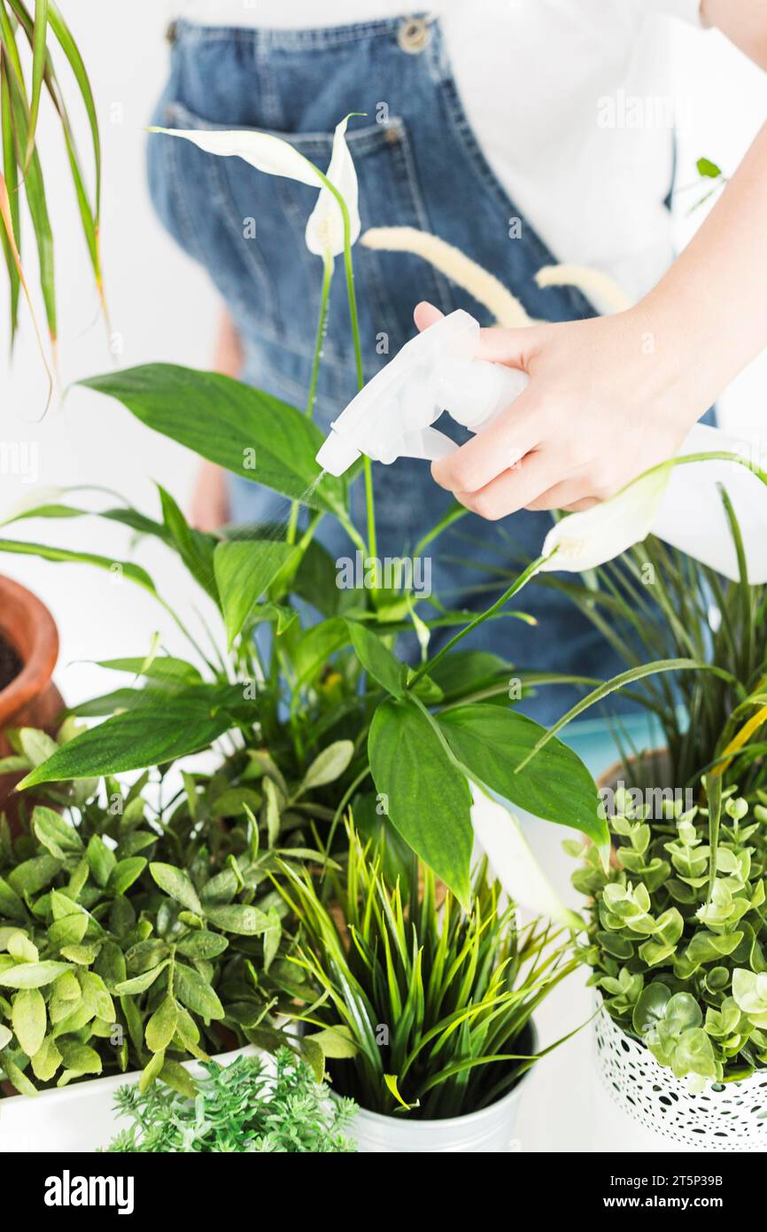 Close up florist hand spraying water potted plants with spray bottle Stock Photo