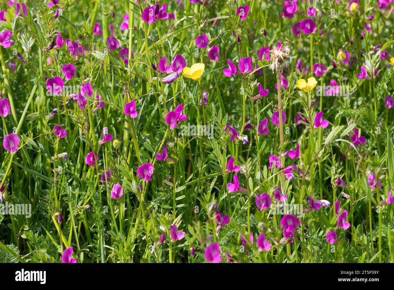 Saat-Wicke, Saatwicke, Futter-Wicke, Futterwicke, Vicia sativa, common vetch, garden vetch, tare, vetch Stock Photo