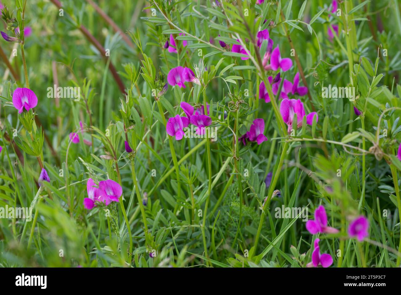 Saat-Wicke, Saatwicke, Futter-Wicke, Futterwicke, Vicia sativa, common vetch, garden vetch, tare, vetch Stock Photo
