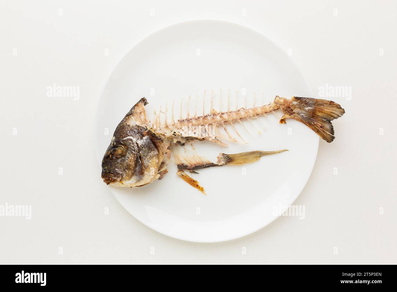 Fish anatomy hi-res stock photography and images - Page 13 - Alamy