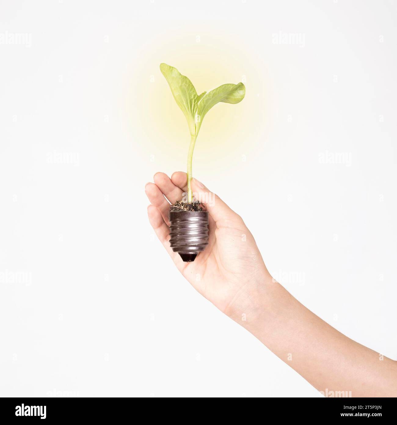 Crop hand holding plant germ Stock Photo