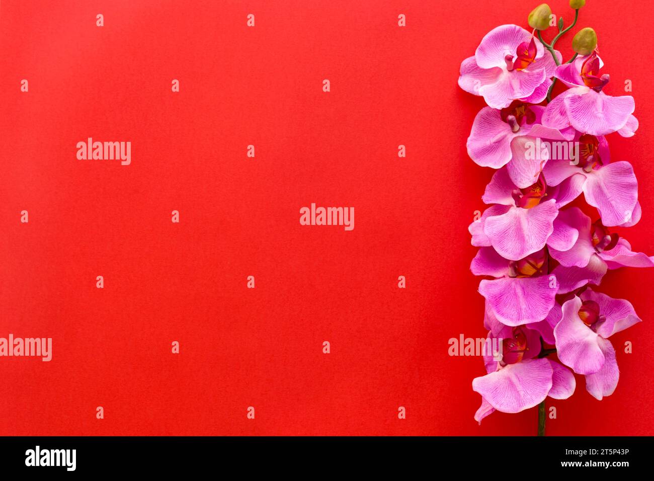 Fresh pink orchid flowers arranged red backdrop Stock Photo