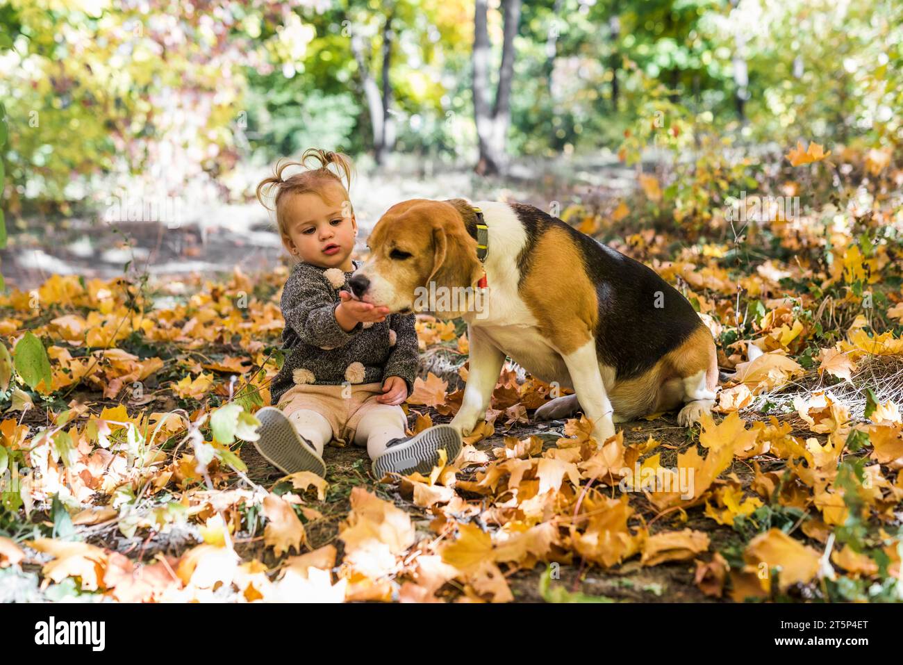 Girl playing with her dog hi-res stock photography and images - Alamy
