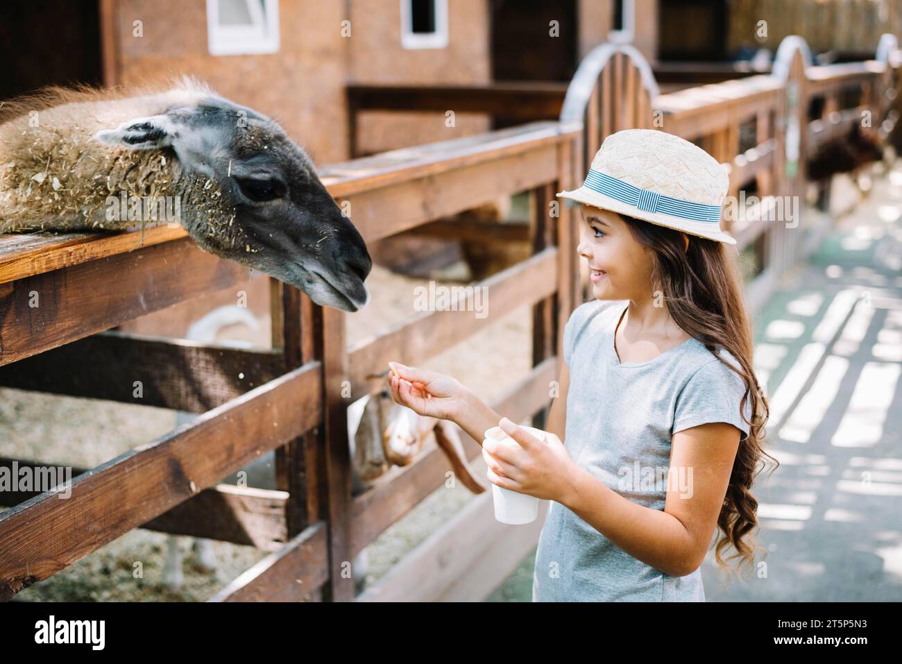 Portrait pretty girl feeding food alpaca farm Stock Photo