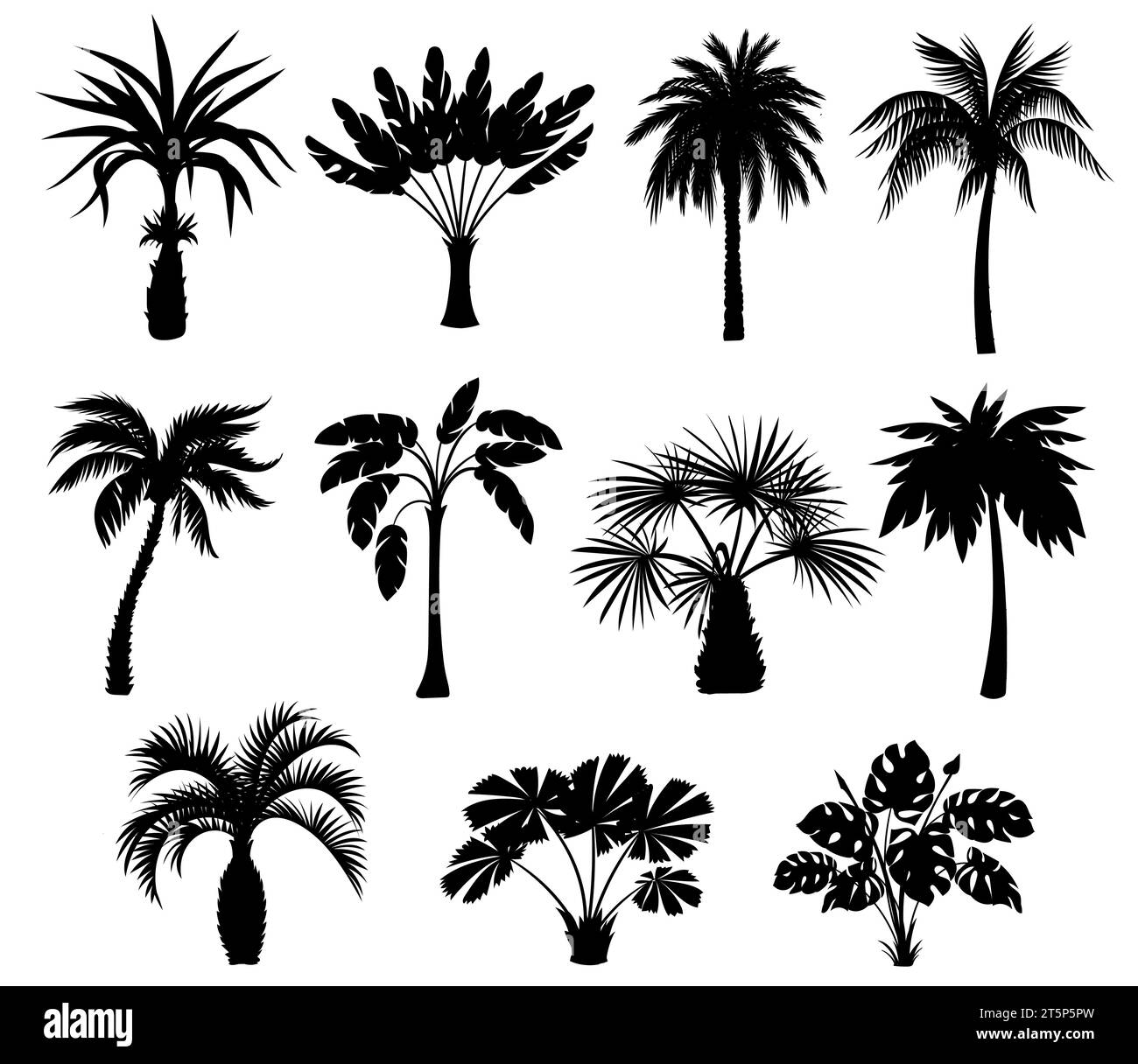 Types Of Palm Trees Black And White Stock Photos Images Alamy types-of-palm-trees-black-and-white-stock-photos-images-alamy