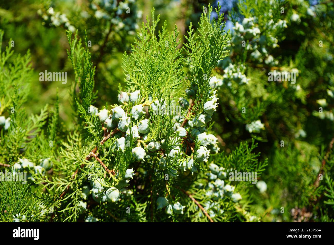 Arbor-vitae or Chinese thyja (Platycladus orientalis) Stock Photo