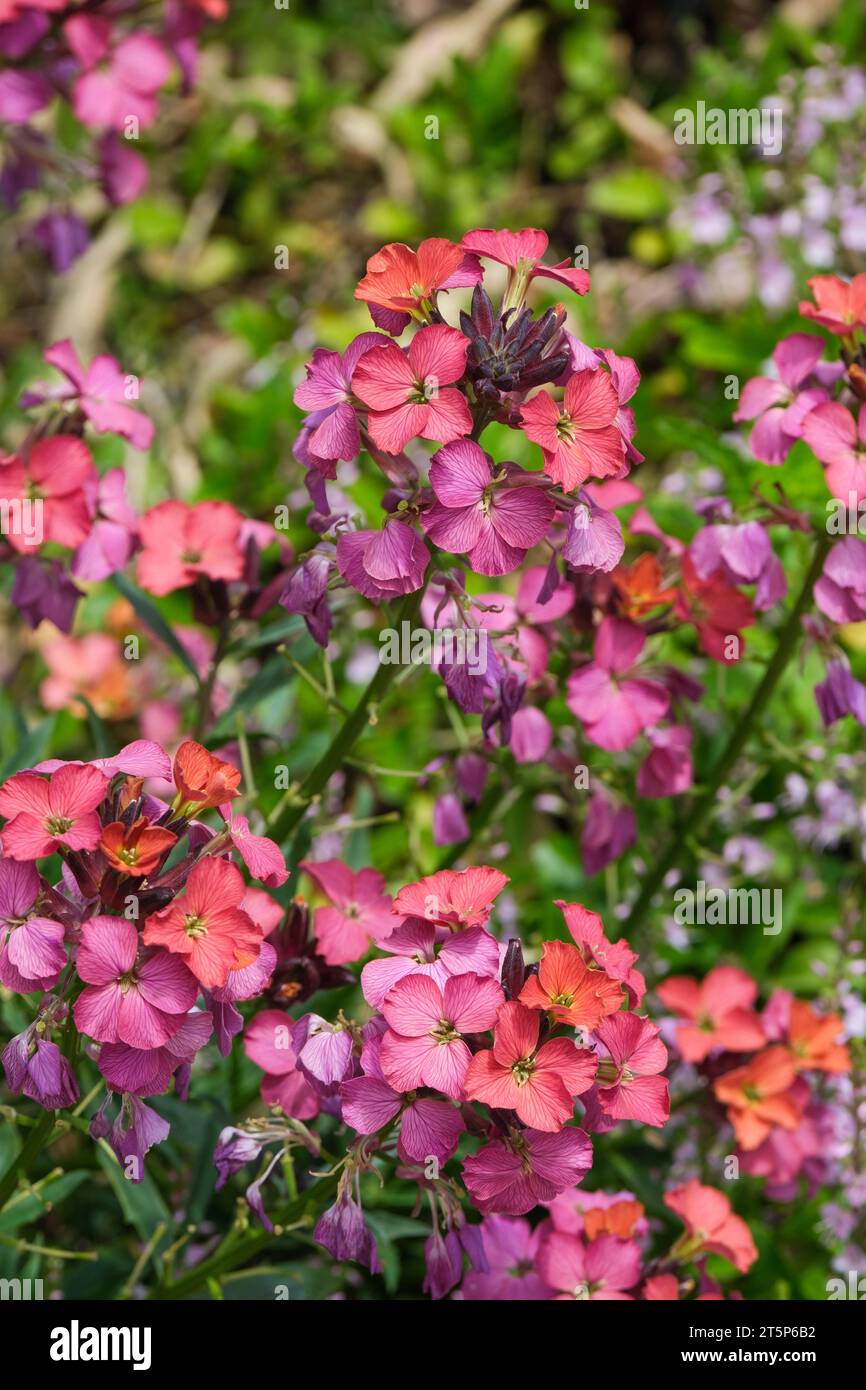 Erysimum Constant Cheer, wallflower Constant Cheer, clusters of dusky orange-red flowers becoming pink and purple as they age Stock Photo