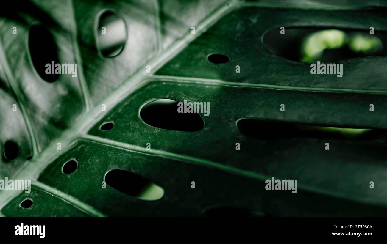 Close up dark green hi-res stock photography and images - Alamy