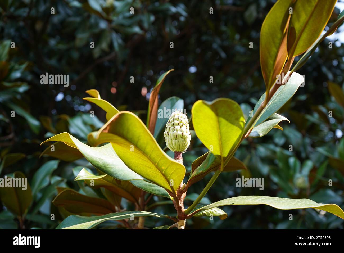 Magnolia grandiflora bush hi-res stock photography and images - Alamy