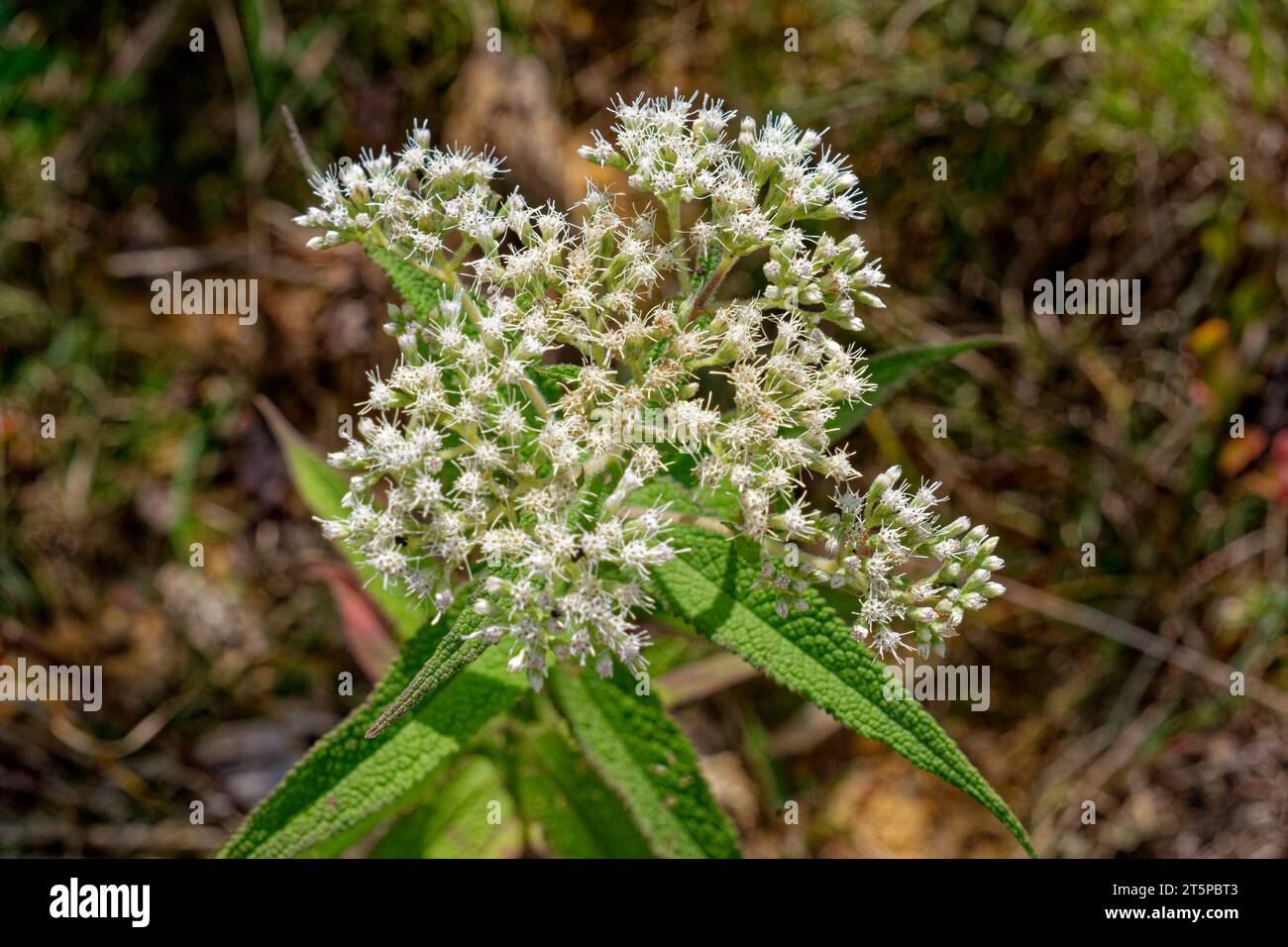 Clusters of frilly white flowers in bloom with little seeds in the center on a wildflower plant commonly called a American boneset has many names its Stock Photo