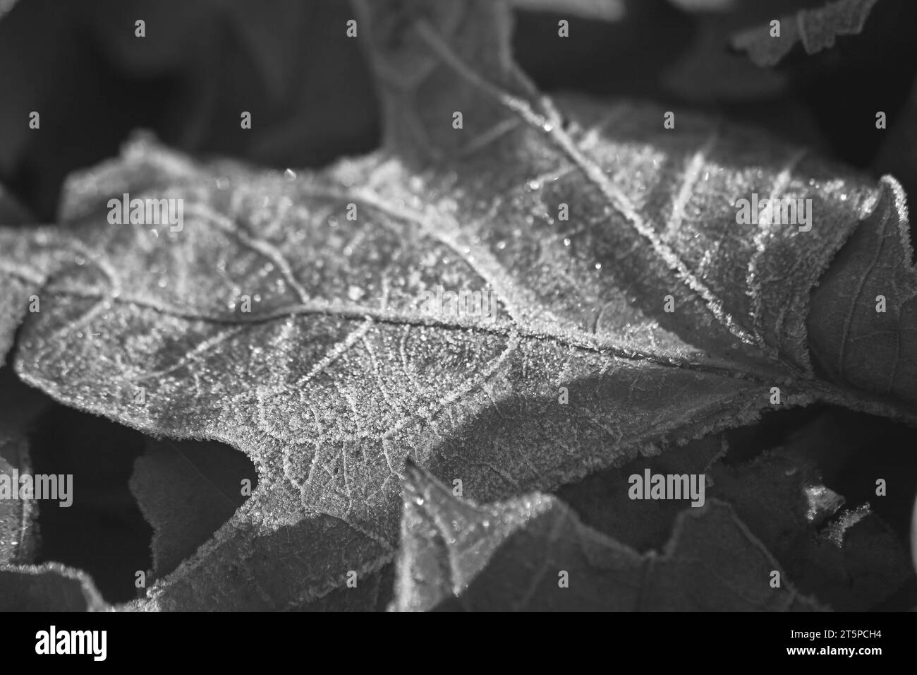 Monochrome Morning Frost 15484 Stock Photo