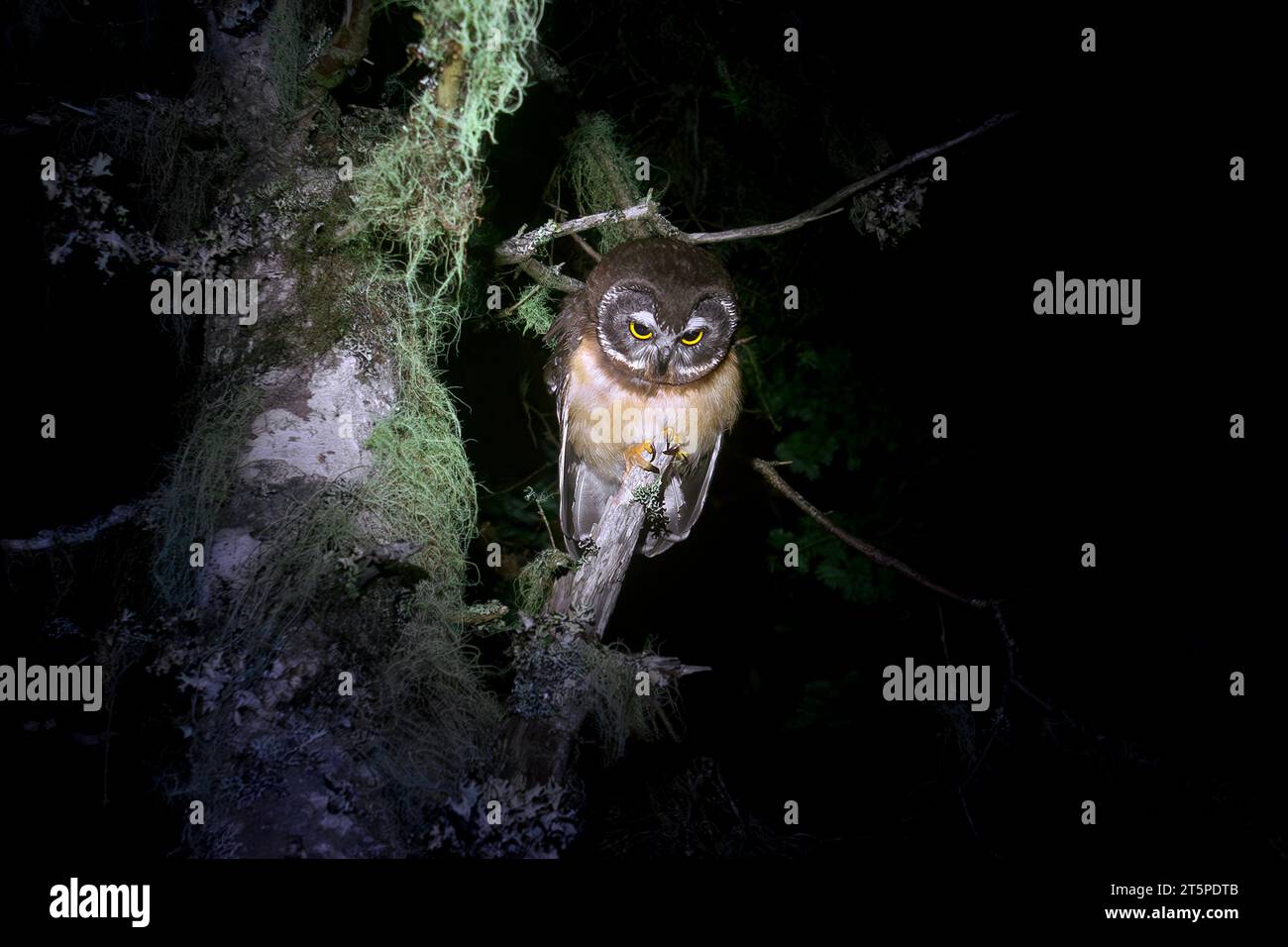 A Northern Saw-Whet Owl perches at night. Stock Photo