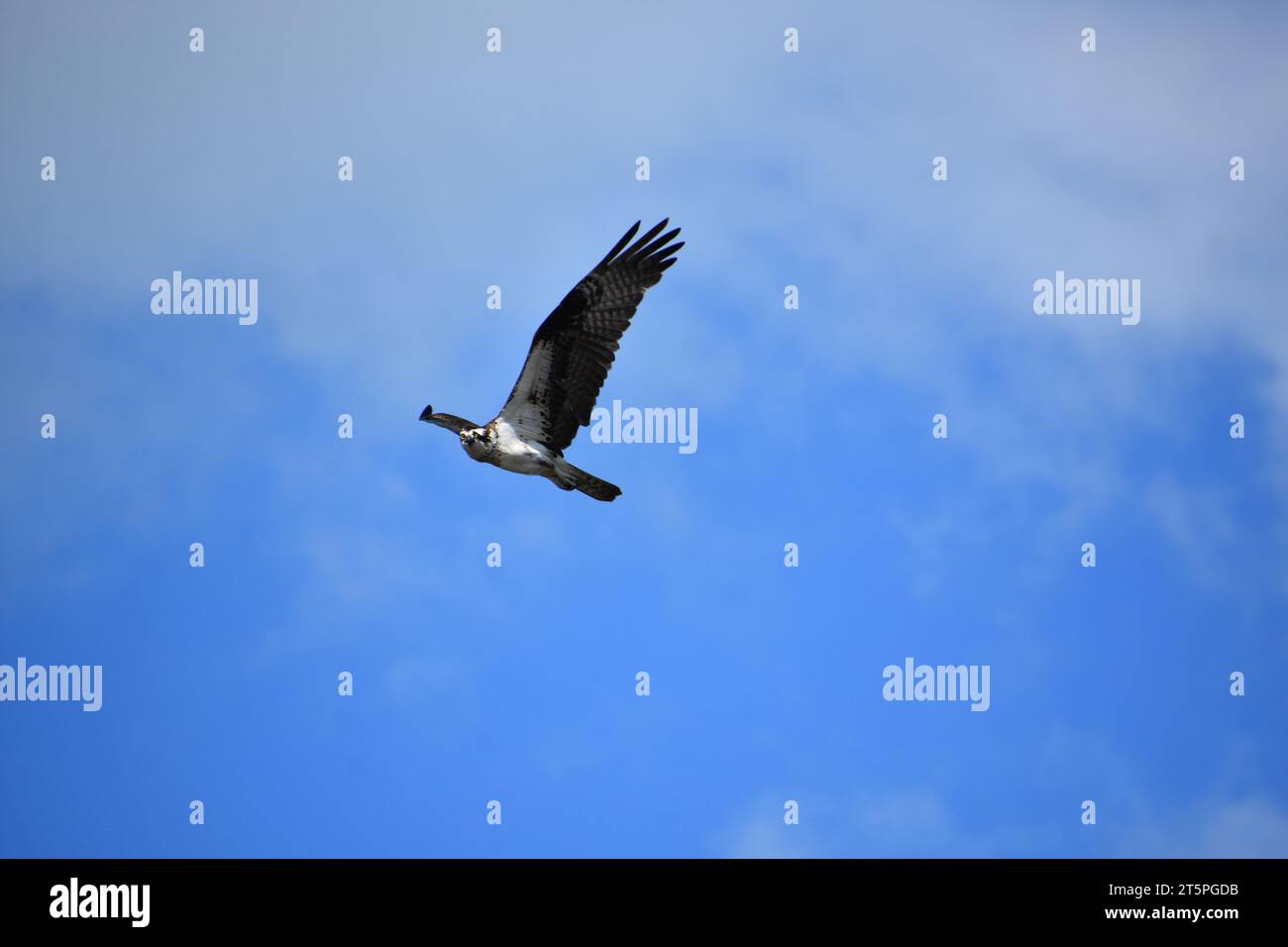 Flight Ruffle Sea eagle with wings extended and feathers ruffled in flight Stock ...