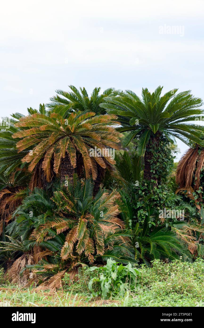 Japanese sago palm (Cycas revoluta) from Amami Ohsima Island (Ryukyu Islands), southern Japan. Stock Photo