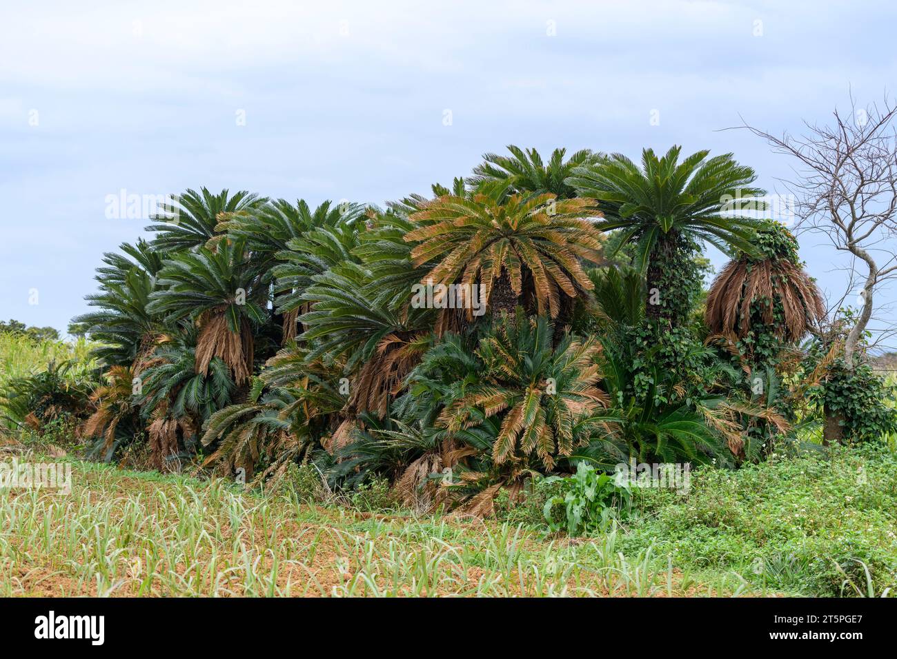 Japanese sago palm (Cycas revoluta) from Amami Ohsima Island (Ryukyu Islands), southern Japan. Stock Photo