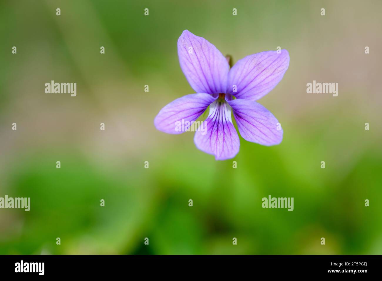 Ryukyu tiny violet (Viola yedoensis var. pseudo-japonica) photographed at Amami Oshima Island (Ryukyu Islands), Japan. Stock Photo