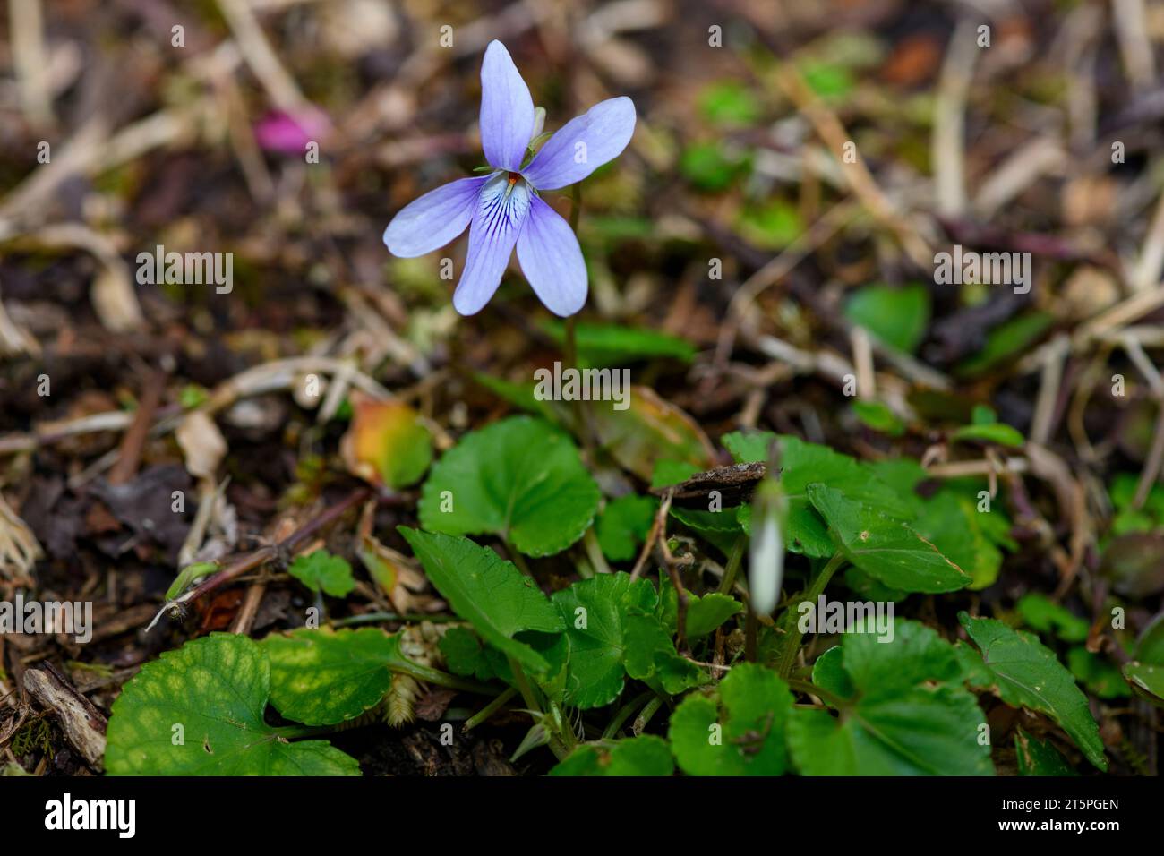 Ryukyu tiny violet (Viola yedoensis var. pseudojaponica) photographed