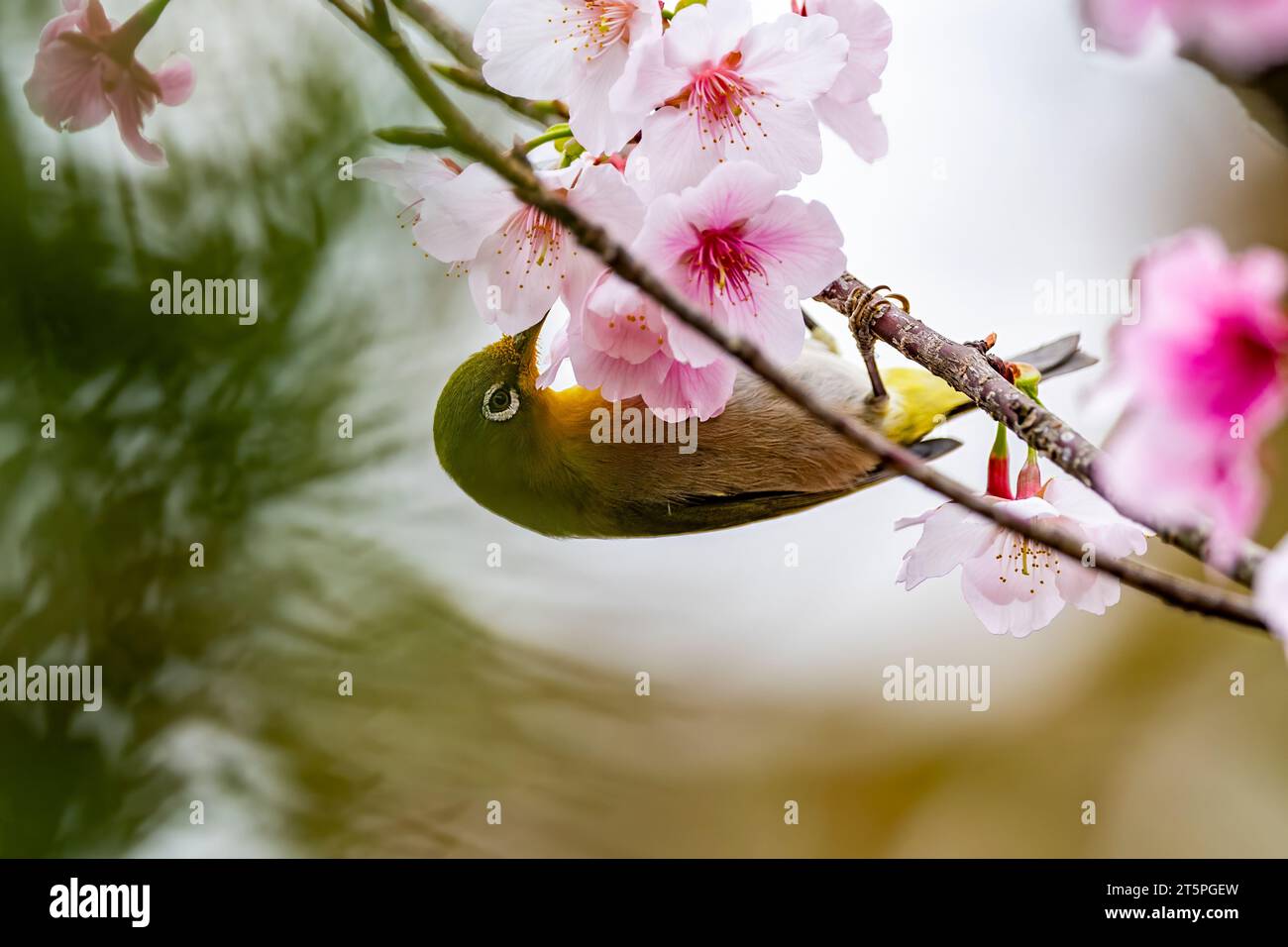 Warbeling white-eye (Zosterops japonicus) from Amami Oshima, Ryukyu Islands, southern Japan. Stock Photo