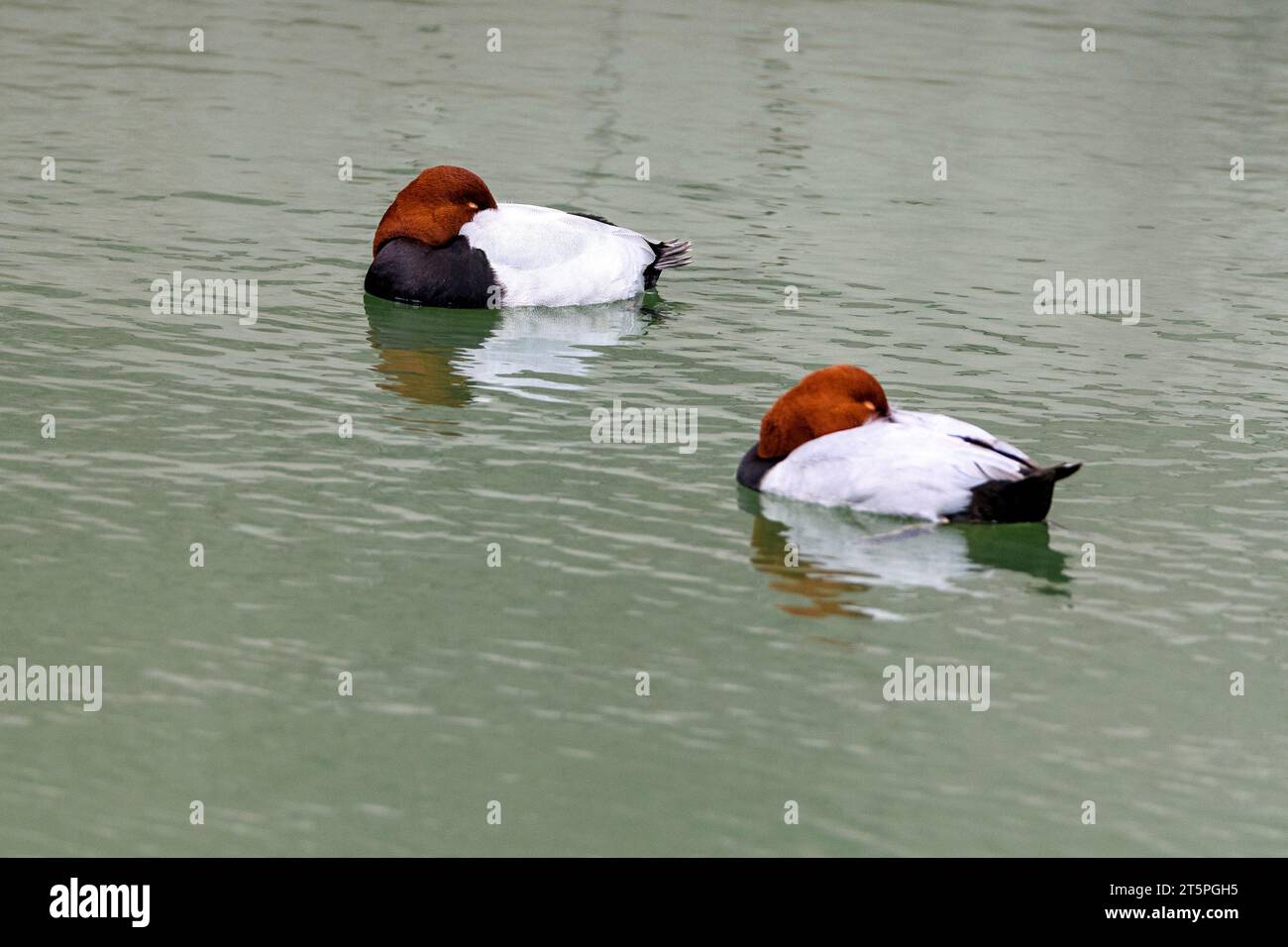 Common pochard (Aythya ferina) from Amami Oshima Island (Ryukyu Islands, Japan. Stock Photo