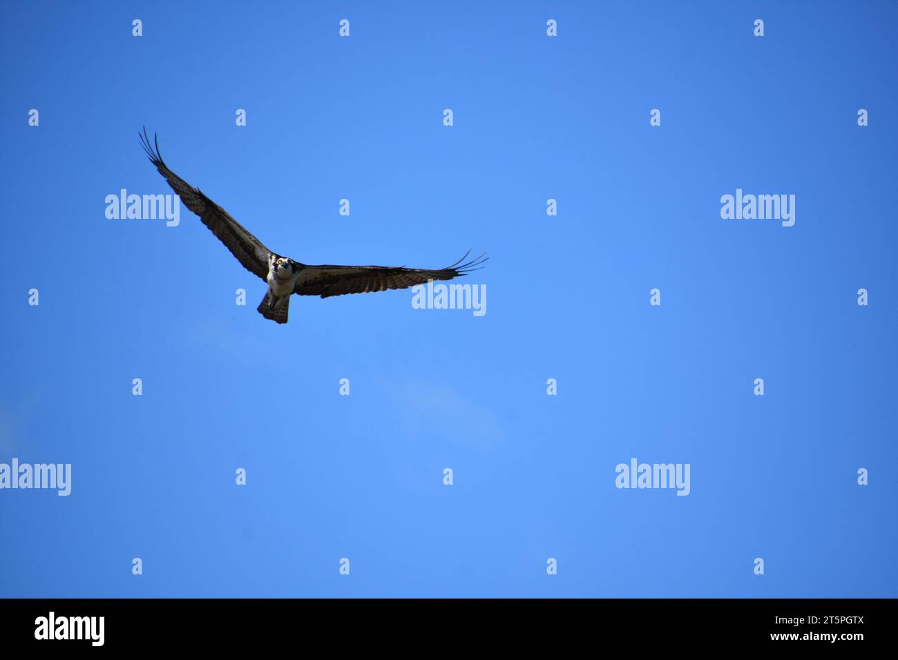 Osprey bird with wings extended in flight in blue skies in Maine Stock ...