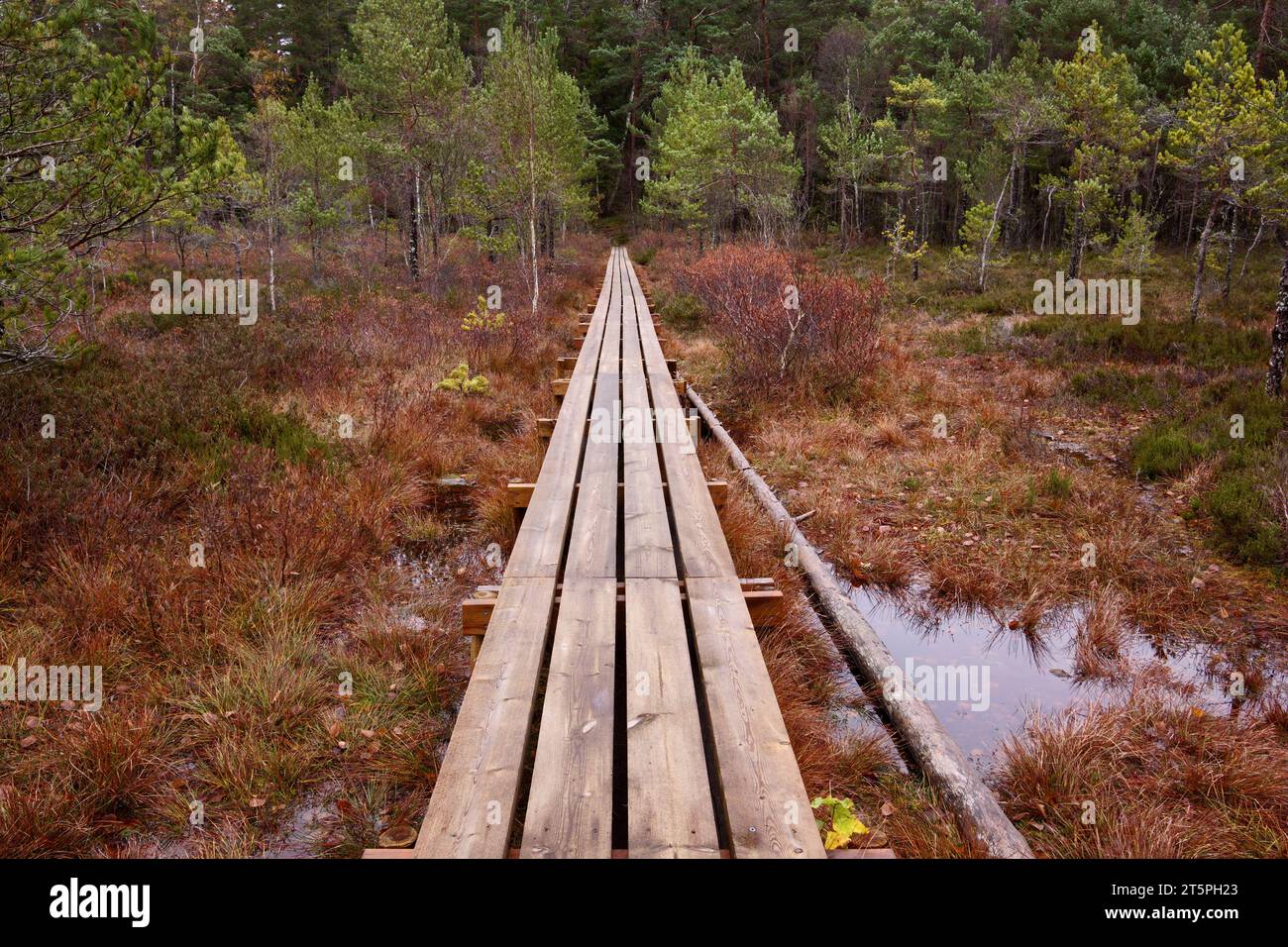 Wooden footbridge through forest area hi-res stock photography and ...