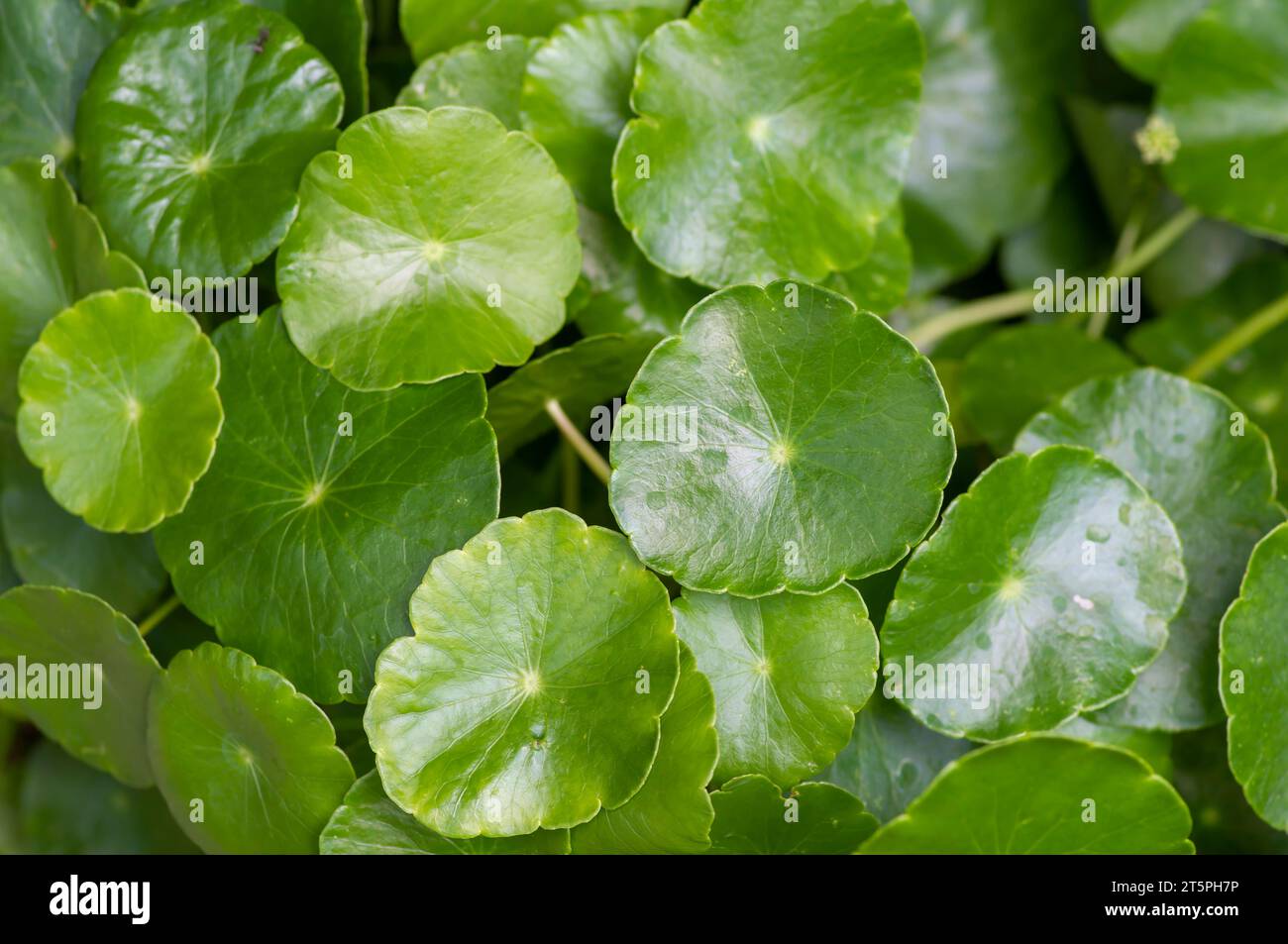 Close up of Daun Pegagan, Centella asiatica leaves, in shallow focus. Stock Photo