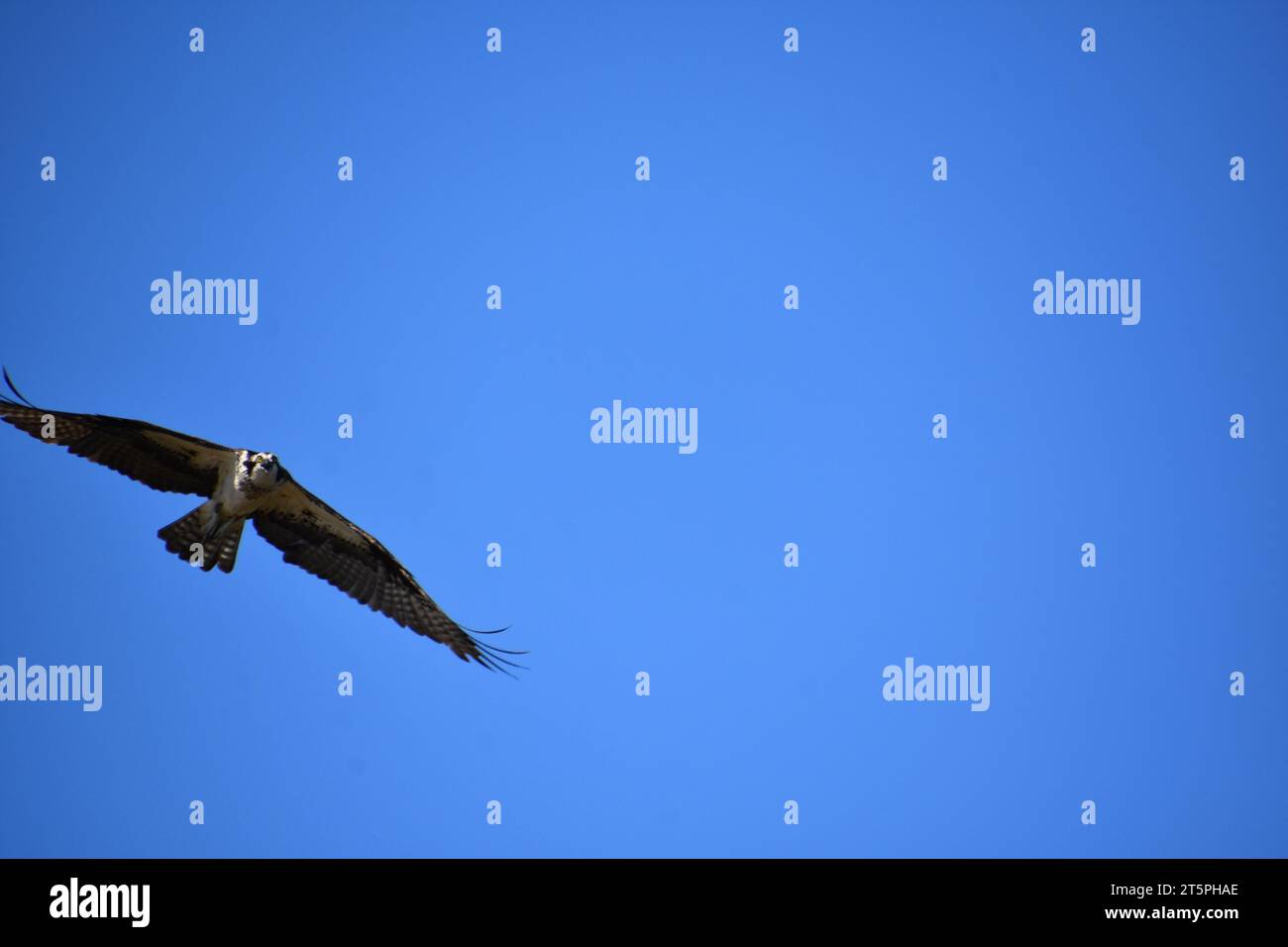 Amazing osprey with wings extended in flight in blue skies Stock Photo ...