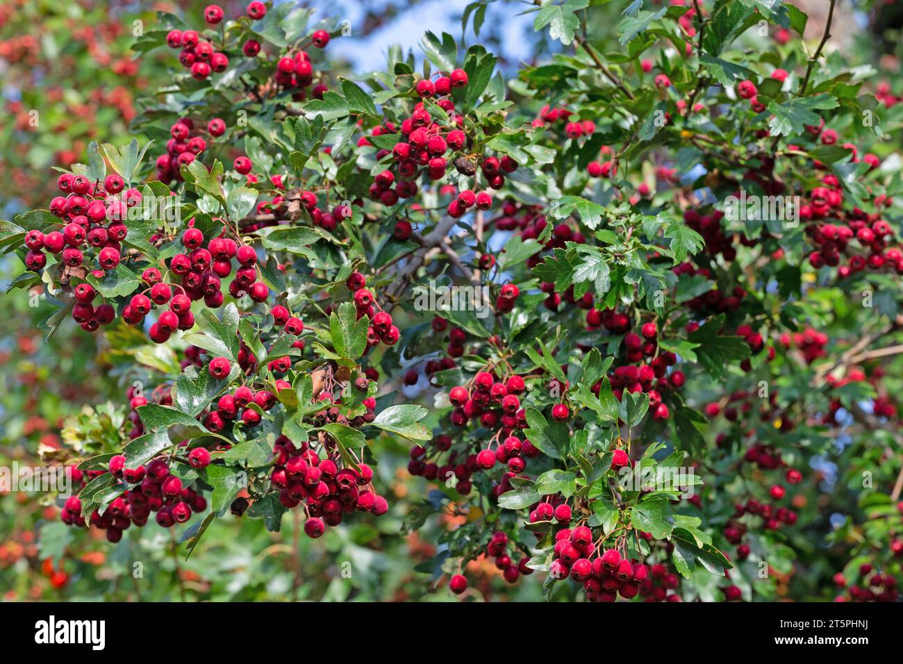 Hawthorn, Crataegus, ripe fruits on the bush Stock Photo