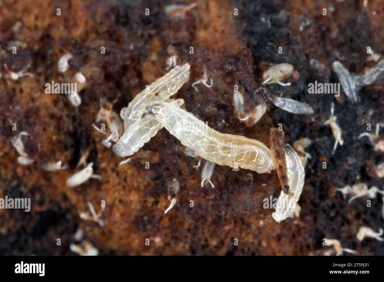 Vinegar fly or common fruit fly (Drosophila melanogaster) larvae in a