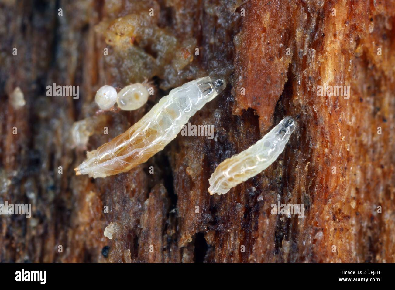 Vinegar fly or common fruit fly (Drosophila melanogaster) larvae in a