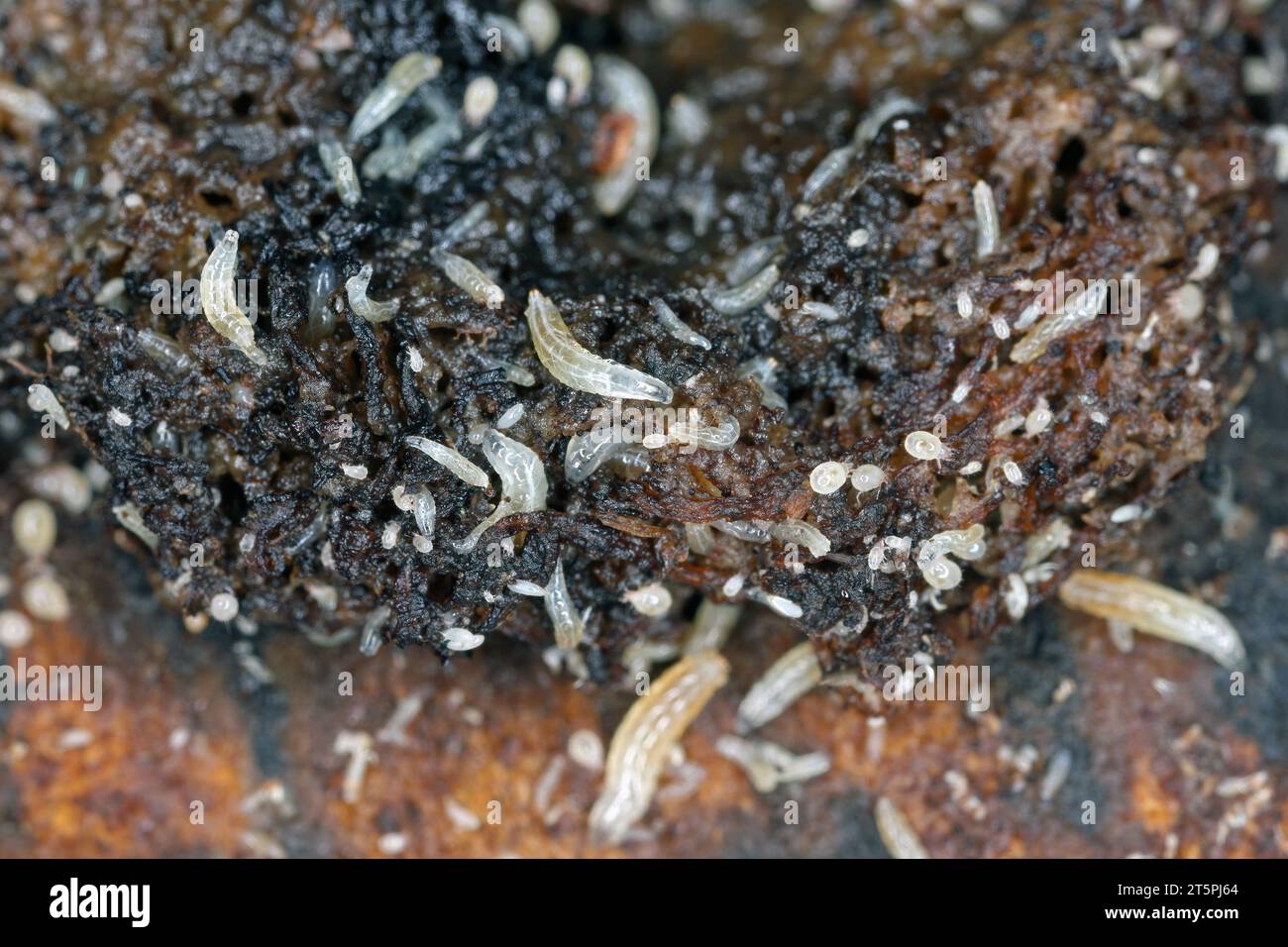 Vinegar fly or common fruit fly (Drosophila melanogaster) larvae in a breeding Stock Photo Alamy