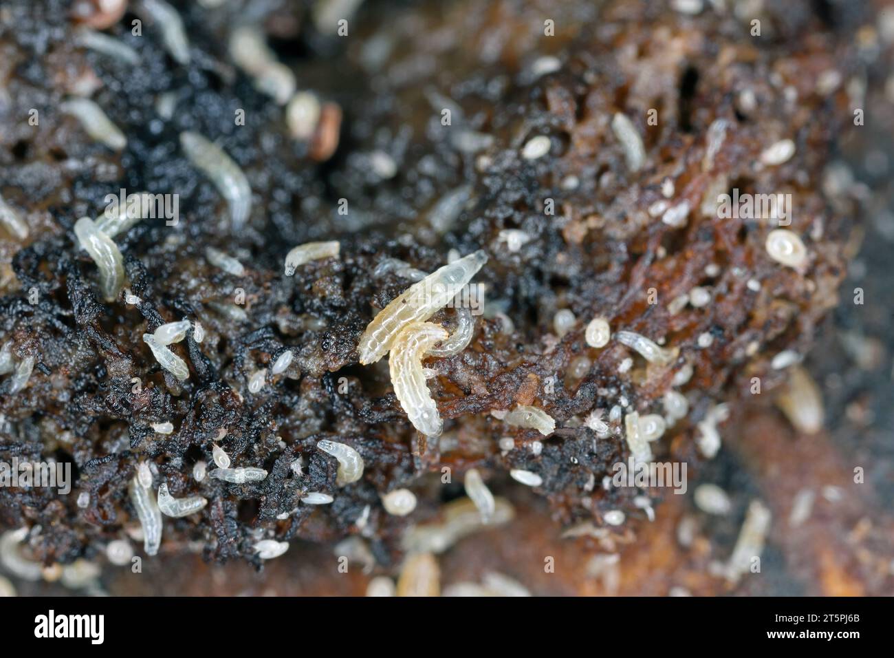 Vinegar fly or common fruit fly (Drosophila melanogaster) larvae in a