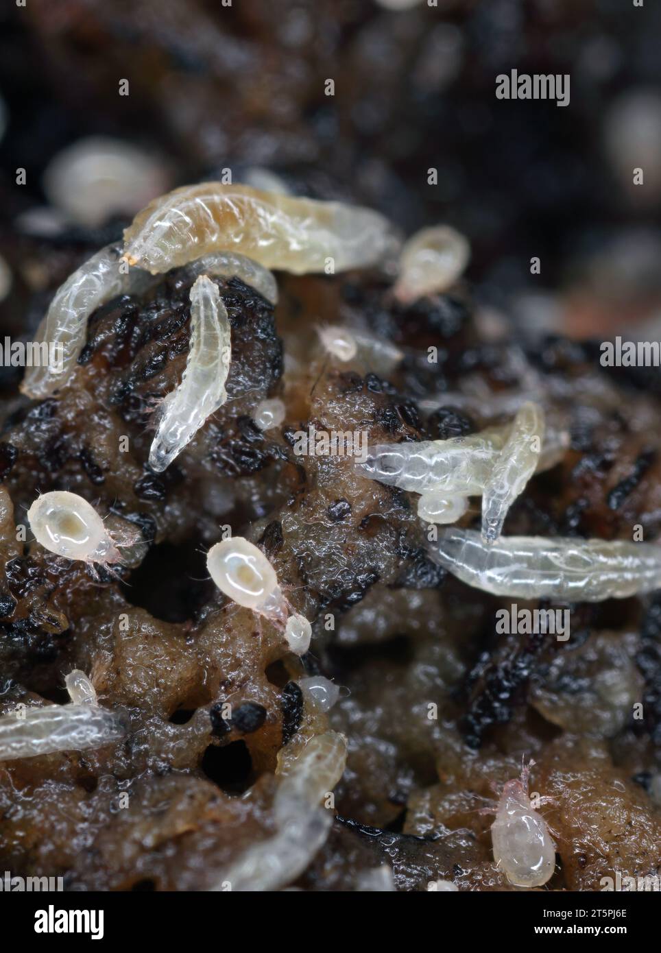 Vinegar fly or common fruit fly (Drosophila melanogaster) larvae in a