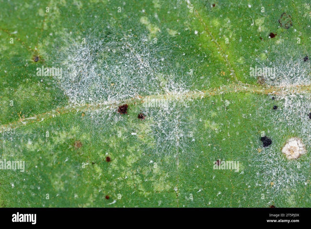 Rust and powdery mildew on sunflower leaf visible under magnification. A fungal disease of sunflowers caused by Puccinia helianthi (rust) and Golovino Stock Photo