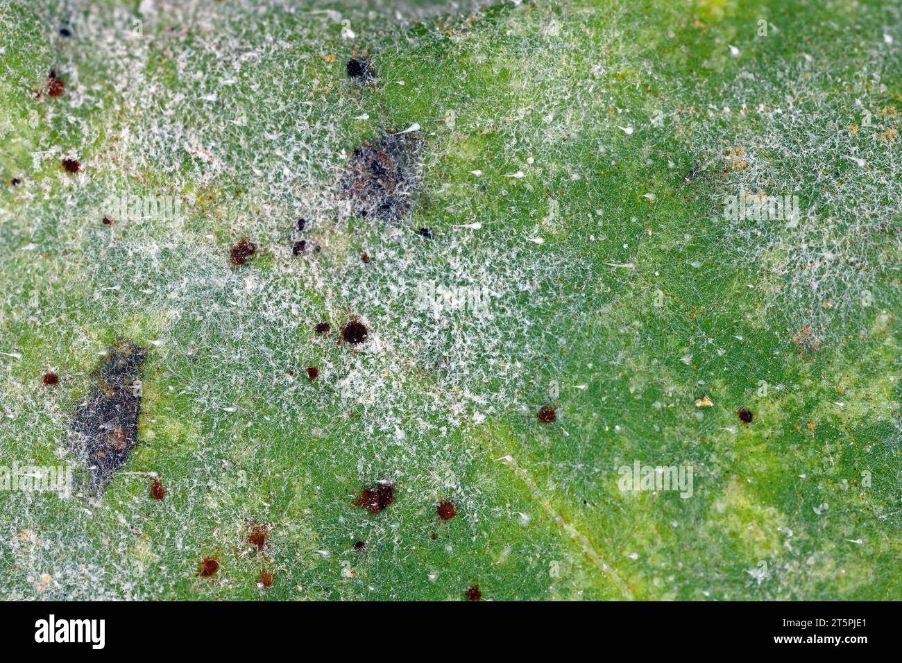 Rust and powdery mildew on sunflower leaf visible under magnification. A fungal disease of sunflowers caused by Puccinia helianthi (rust) and Golovino Stock Photo