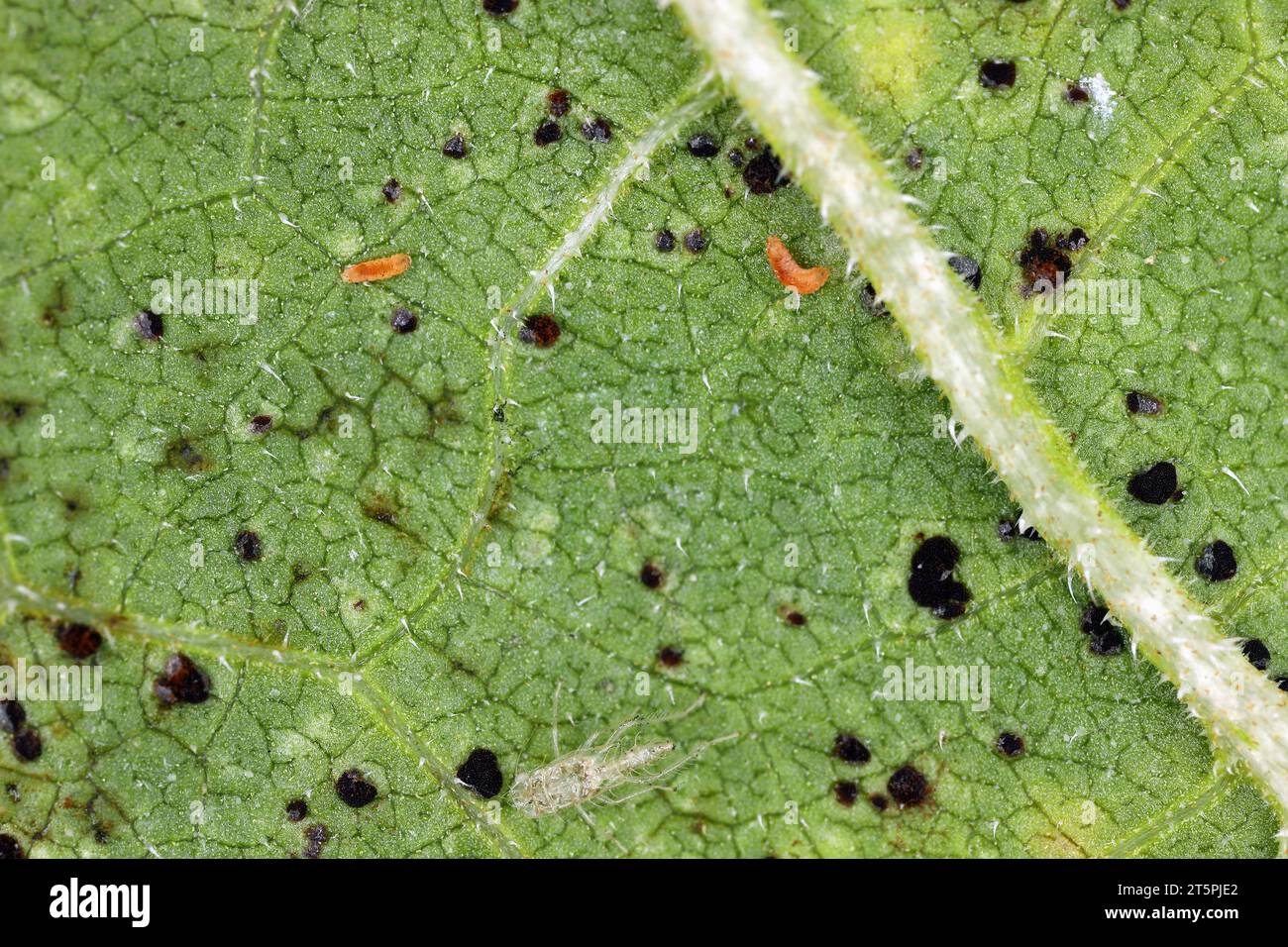 The larvae of small flies gall midges or gall gnats (Cecidomyiidae) eating the spores of rust of sunflower. A fungal disease of sunflowers. Stock Photo