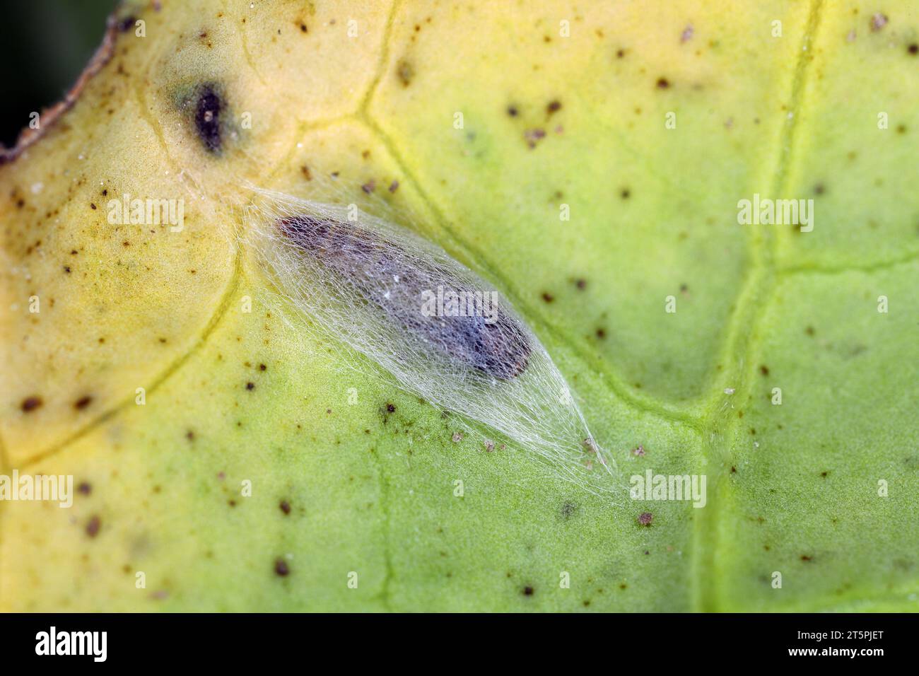 Parasitoid wasp cocoon on rapeseed leaf. Parasitoid killed the caterpillar of diamondback moth (Plutella xylostella). Stock Photo