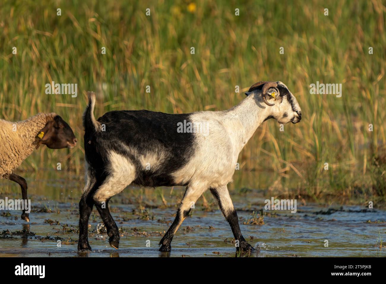 Goats grazing by the stream. Sheep and goats walking in the water in Turkey Stock Photo